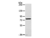 Western Blot analysis of K562 cell using RPS6KA1 Polyclonal Antibody at dilution of 1:400