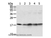 Western Blot analysis of Mouse brain and heart tissue, Jurkat, K562 and hela cell using TAF11 Polyclonal Antibody at dilution of 1:800