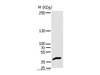 Western Blot analysis of Hela cell using APAF1 Polyclonal Antibody at dilution of 1:350