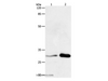 Western Blot analysis of HT-29 cell and Mouse brain tissue using 14-3-3 beta/alpha Polyclonal Antibody at dilution of 1:750