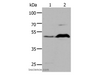 Western Blot analysis of HepG2 cell and Mouse brain tissue using HTR1A Polyclonal Antibody at dilution of 1:1000