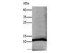 Western Blot analysis of Human lung tissue using DEFA1 Polyclonal Antibody at dilution of 1:550