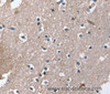 Immunohistochemistry of paraffin-embedded Human brain using DUT Polyclonal Antibody at dilution of 1:30