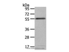 Western Blot analysis of 293T cell using ENPP7 Polyclonal Antibody at dilution of 1:700