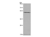 Western Blot analysis of LoVo cell using PTGER4 Polyclonal Antibody at dilution of 1:600