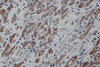 Immunohistochemistry of paraffin-embedded Mouse heart using EPOR Polyclonal Antibody at dilution of 1:50