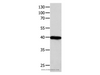 Western Blot analysis of 293T cell   using FOXL1  Polyclonal Antibody at dilution of 1:850
