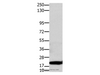 Western Blot analysis of Hela cell using Claudin 1 Polyclonal Antibody at dilution of 1:1100