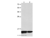Western Blot analysis of Jurkat and 231 cell   using MYL9 Polyclonal Antibody at dilution of 1:1500