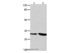 Western Blot analysis of 293T and Jurkat cell   using YWHAG Polyclonal Antibody at dilution of 1:800