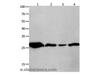 Western Blot analysis of Mouse brain tissue, A549 cell and Human lymphoma tissue, hela cell  using 14-3-3 theta Polyclonal Antibody at dilution of 1:950