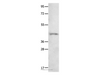Western Blot analysis of 231 cell   using NTSR1 Polyclonal Antibody at dilution of 1:800