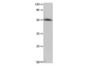 Western Blot analysis of HT-29 cell   using P2RY2 Polyclonal Antibody at dilution of 1:500