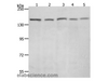 Western Blot analysis of 293T, Hela, K562, NIH/3T3 and RAW264.7 cell using RAD50 Polyclonal Antibody at dilution of 1:900