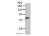 Western Blot analysis of 293T cell using CD10 Polyclonal Antibody at dilution of 1:700