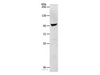 Western Blot analysis of Human fetal brain tissue using NFATC2 Polyclonal Antibody at dilution of 1:650