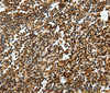 Immunohistochemistry of paraffin-embedded Human tonsil using SOX-13 Polyclonal Antibody at dilution of 1:50