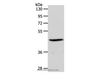 Western Blot analysis of PC3 cell using EDG3 Polyclonal Antibody at dilution of 1:550