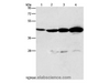 Western Blot analysis of Mouse thymus tissue and A549 cell, Lovo and K562 cell using APOBEC3D Polyclonal Antibody at dilution of 1:580