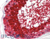 Immunohistochemistry of paraffin-embedded Testis tissue using ASPN Polyclonal Antibody at dilution of 1:60 (Elabscience® Product Detected by Lifespan).