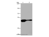 Western Blot analysis of Mouse liver tissue and HepG2 cell using AHRR Polyclonal Antibody at dilution of 1:430