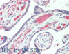 Immunohistochemistry of paraffin-embedded Human Placenta using IBSP Polyclonal Antibody at dilution of 1:50(Elabscience® Product Detected by Lifespan).
