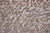 Immunohistochemistry of paraffin-embedded Rat liver using CALCRL Polyclonal Antibody at dilution of 1:50