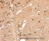 Immunohistochemistry of paraffin-embedded Human brain  using AIMP1 Polyclonal Antibody at dilution of 1:40