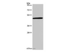 Western Blot analysis of 293T cell using Glucagon Receptor Polyclonal Antibody at dilution of 1:200