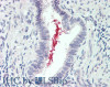 Immunohistochemistry of paraffin-embedded Lung tissue using IL19 Polyclonal Antibody at dilution of 1:90 (Elabscience® Product Detected by Lifespan).