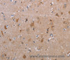 Immunohistochemistry of paraffin-embedded Human brain using MAGEF1 Polyclonal Antibody at dilution of 1:30