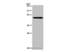 Western Blot analysis of Mouse heart tissue using NDUFS2 Polyclonal Antibody at dilution of 1:250