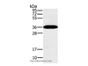 Western Blot analysis of Mouse brain tissue using PPP1CC Polyclonal Antibody at dilution of 1:200