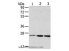 Western Blot analysis of Hela, hepg2 and Raw264.7 cell using RAB8A Polyclonal Antibody at dilution of 1:650