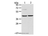 Western Blot analysis of Mouse brain and liver tissue using HIF1AN Polyclonal Antibody at dilution of 1:200