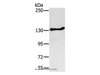 Western Blot analysis of Jurkat cell using NEMF Polyclonal Antibody at dilution of 1:200