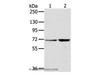 Western Blot analysis of Hela and 293T cell using SNX2 Polyclonal Antibody at dilution of 1:300