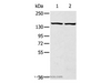 Western Blot analysis of Hela and hepg2 cell using TBC1D4 Polyclonal Antibody at dilution of 1:320