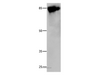 Western Blot analysis of 293T cell using Caldesmon Polyclonal Antibody at dilution of 1:800