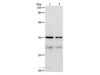 Western Blot analysis of Hela and 293T cell using CDK4 Polyclonal Antibody at dilution of 1:450
