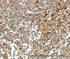 Immunohistochemistry of paraffin-embedded Human tonsil tissue using CEACAM21 Polyclonal Antibody at dilution 1:60