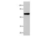 Western Blot analysis of 293T cell using CNGA2 Polyclonal Antibody at dilution of 1:500
