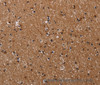 Immunohistochemistry of paraffin-embedded Human brain  tissue using CLDND1 Polyclonal Antibody at dilution 1:40