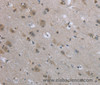 Immunohistochemistry of paraffin-embedded Human brain tissue using EGFL8 Polyclonal Antibody at dilution 1:40