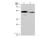 Western Blot analysis of Mouse panceas tissue and NIH/3T3 cell using IRF9 Polyclonal Antibody at dilution of 1:380