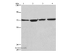 Western Blot analysis of HUVEC, NIH/3T3, Hela and 293T cell using KLF11 Polyclonal Antibody at dilution of 1:475