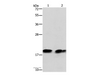 Western Blot analysis of Mouse brain tissue and NIH/3T3 cell using SKP1 Polyclonal Antibody at dilution of 1:550