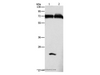 Western Blot analysis of Mouse pancreas and Human fetal brain tissue using GDPD5 Polyclonal Antibody at dilution of 1:600