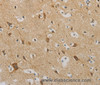 Immunohistochemistry of paraffin-embedded Human brain using IDH3G Polyclonal Antibody at dilution of 1:30