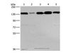 Western Blot analysis of 293T, hela, PC3, lovo and A172 cell using CEP97 Polyclonal Antibody at dilution of 1:500